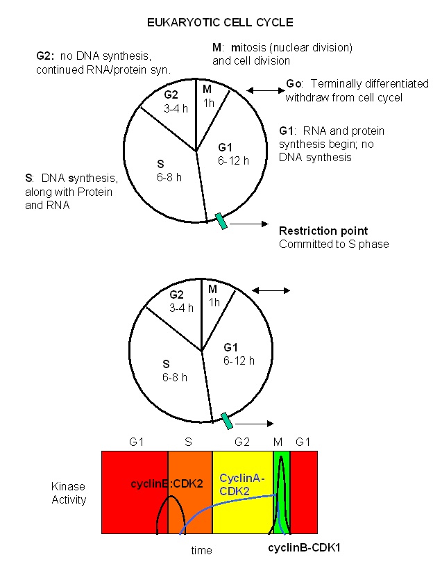 phases of cell cycle. Figure: Cell Cycle