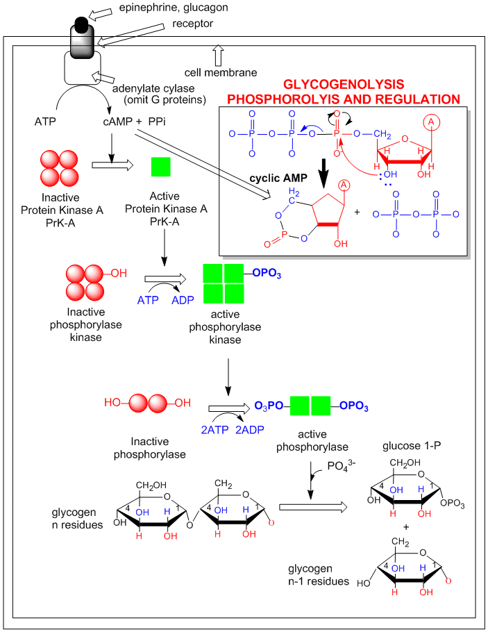 Casein Kinase Ii