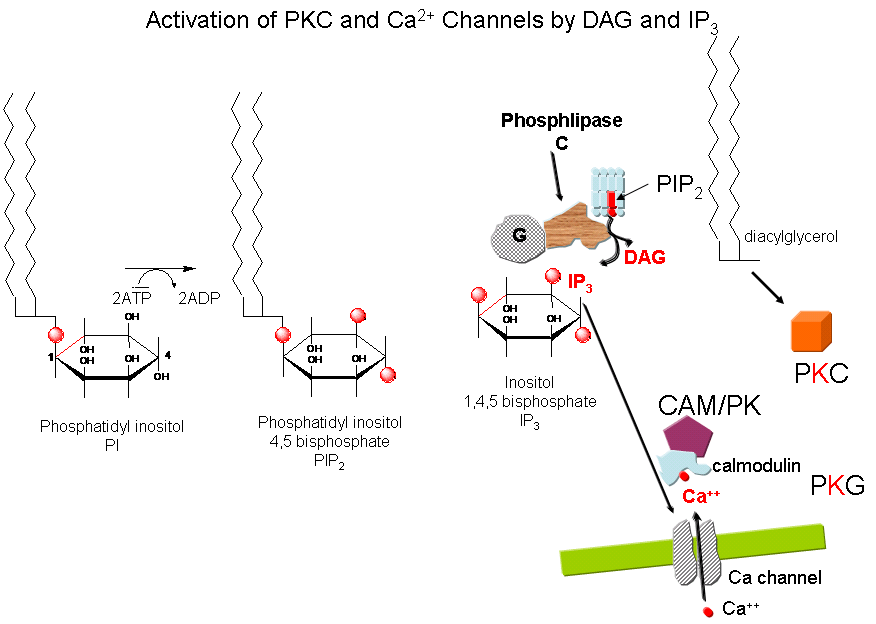 ip3 structure