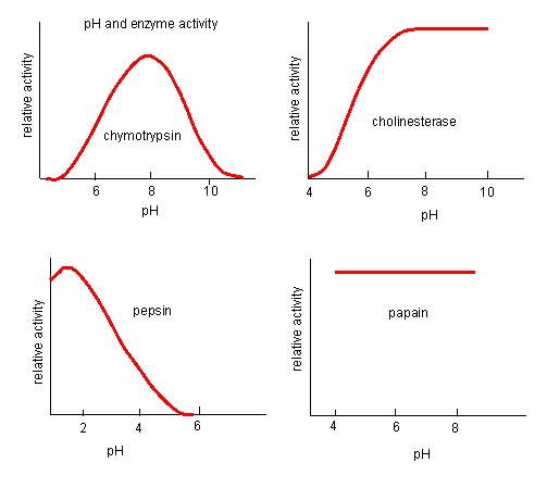 enzyme activity stamp