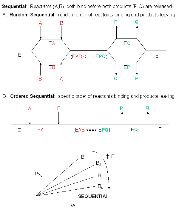 Enzyme Substrate Complex. one substrate bind first