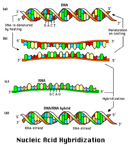 dna basics 1
