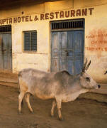 Holy cow on a street in India 