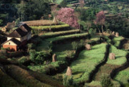 Terraced Farmland in Kathmandu Valley 