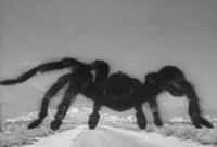 tarantula7.jpg (24801 bytes)