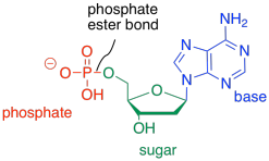 Im 13 Common Biomolecules We Have Seen A Number Of Common Functional Groups From Organic Chemistry Functional Groups Are Just Collections Of Atoms That We Frequently See So That It Becomes Useful To Recognize Them Organic Compounds By