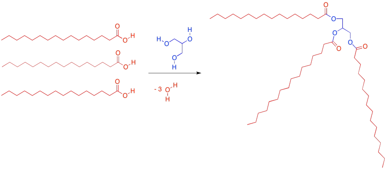 ester bond