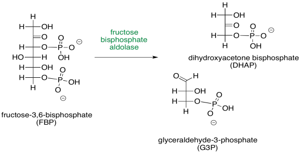 glucose 6 phosphate to fructose 6 phosphate mechanism