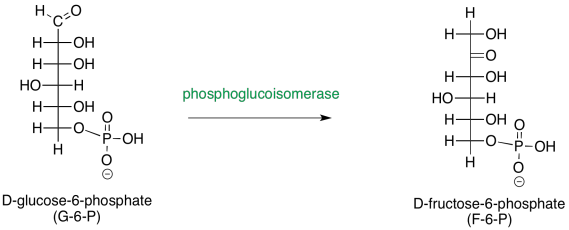 glucose 6 phosphate to fructose 6 phosphate mechanism