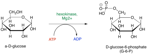 phosphorylation atp