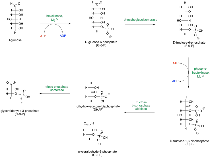 ten steps in three phases glycolysis