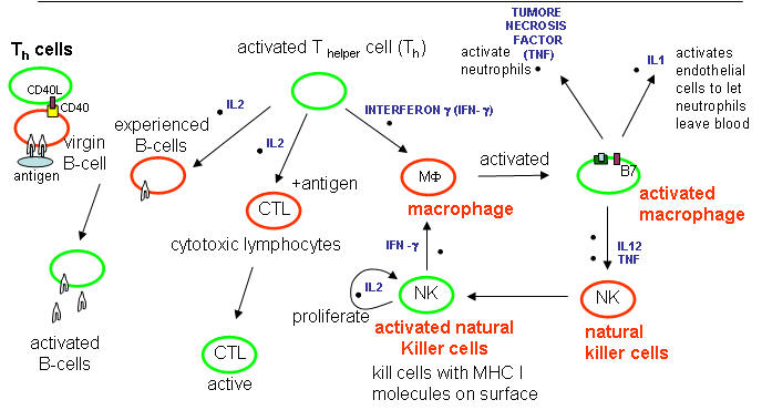 immune system cells diagram