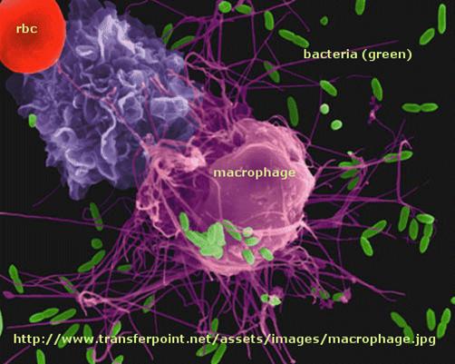 antigen presenting cells animation