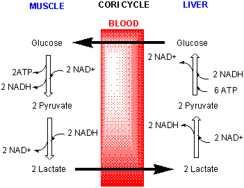 mastering biology oxidative phosphorylation concept map