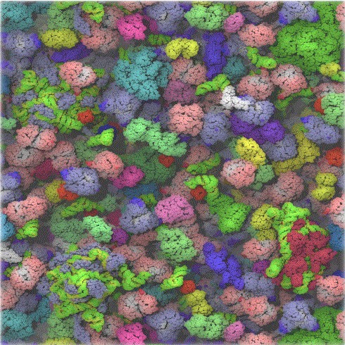 E. Coli Crowded Cell