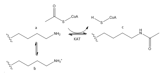 KAT acetylation 1