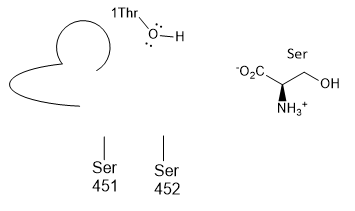 Transpeptidase_ActiveSite2