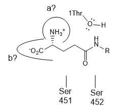 Transpeptidase_ActSite1