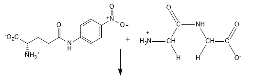 Transpeptidase_Rx1