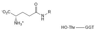 Transpeptidase_Rx2