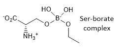 Transpeptidase_SerBorate