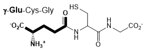 glutathione