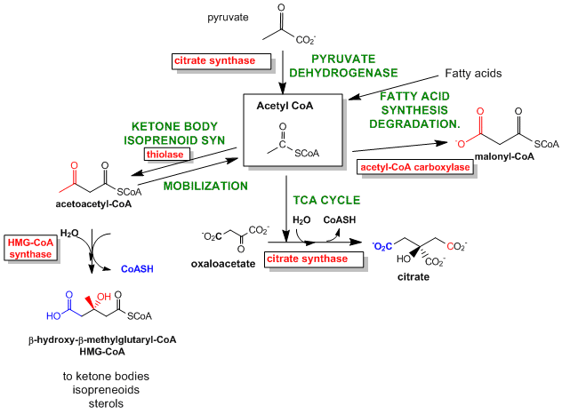 Rx for Acetyl CoA