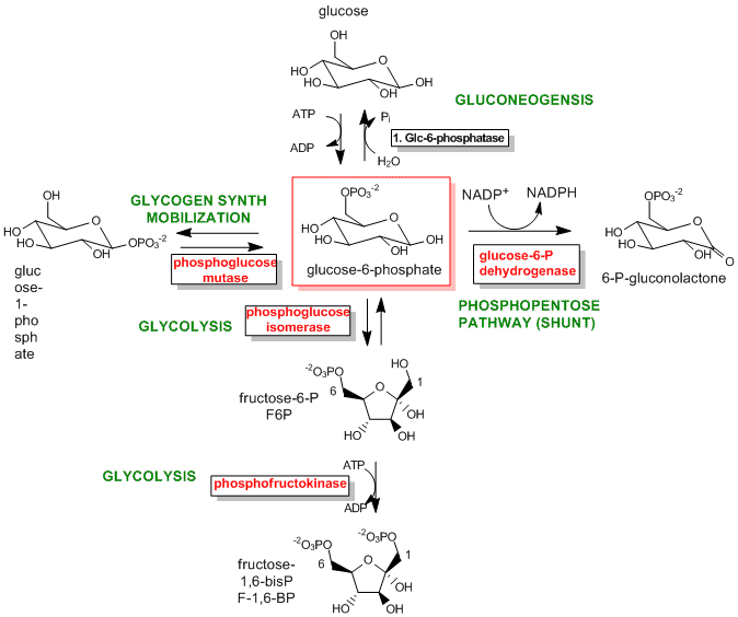 Intermediate-Glc6P