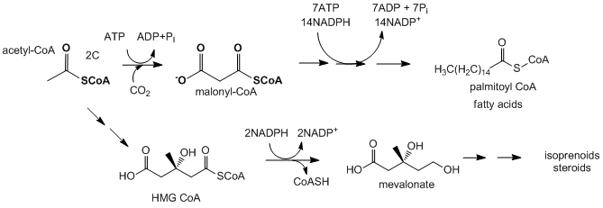 Αποτέλεσμα εικόνας για biosynthesis of fatty acids chem reactions