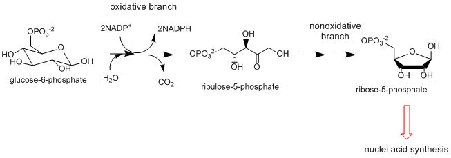 textinsert_PentosePhosphShunt