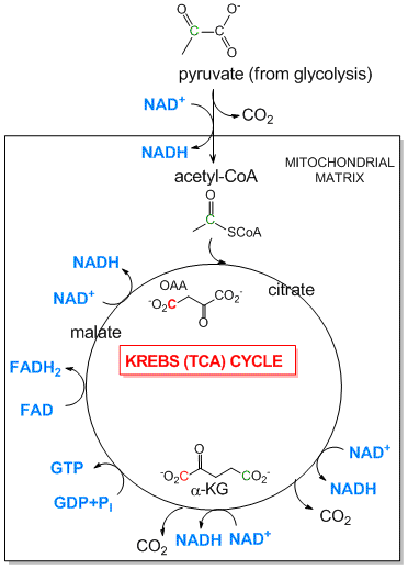 Which process is the one in which glucose is oxidized to generate two molecules of pyruvate and ATP and NADH are produced?