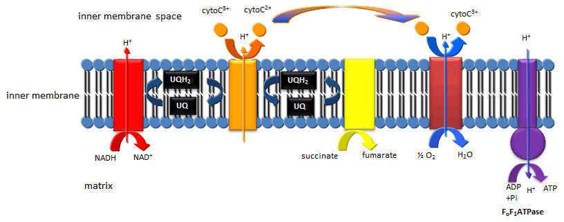 textinsert OxPhos Mito