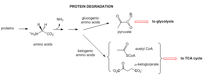 glucogenic amino biochemistry acids anabolic to Now reactions. on