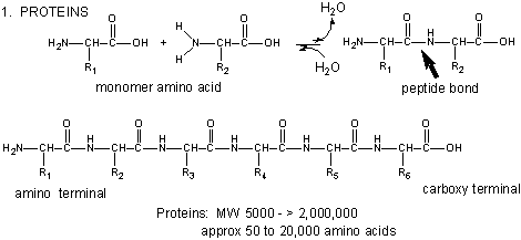 mmass edit regular amino acids