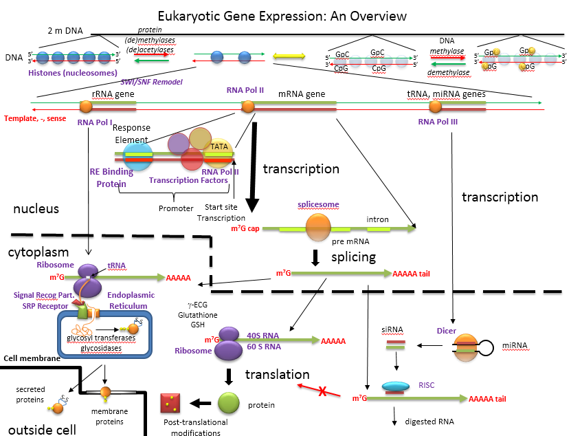 Gene Expression Overview