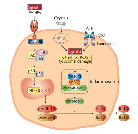 NLRP3 Inflammasome activation