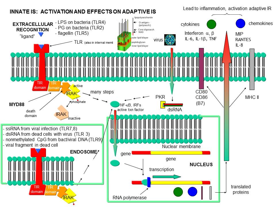 TLR_PAMP Binding