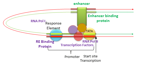 enhancer transcription