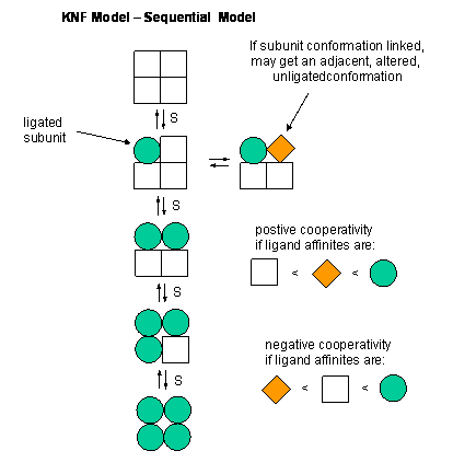 sequential model positive cooperativity