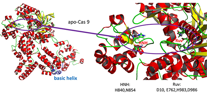 apoCas9_actsite2_30pcent