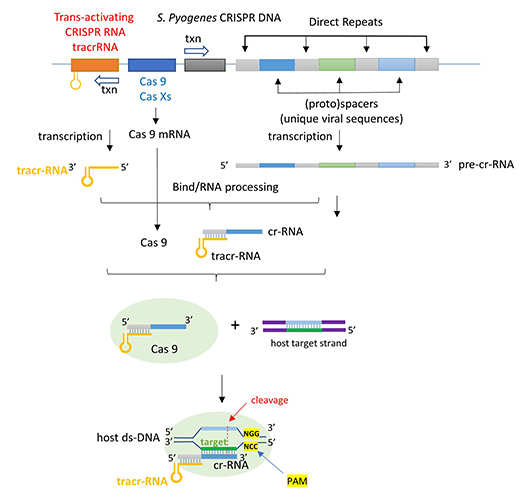 CRISPRHOLO3LABELED