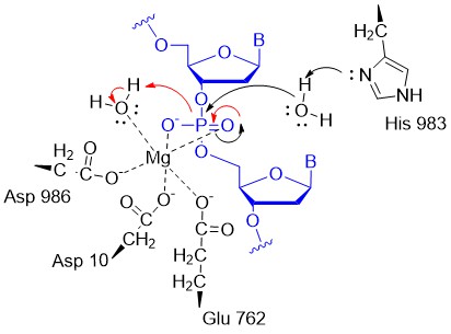 CRISPR_CatMech_Ruv