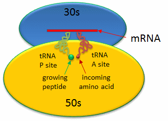 define ribozyme