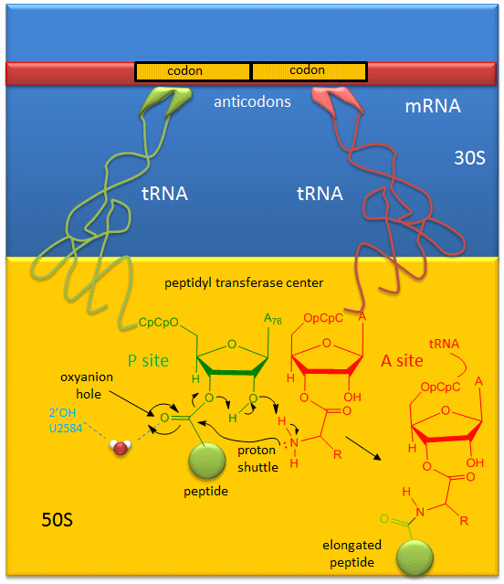 6.7: Ribozymes - RNA Enzymes - Biology LibreTexts