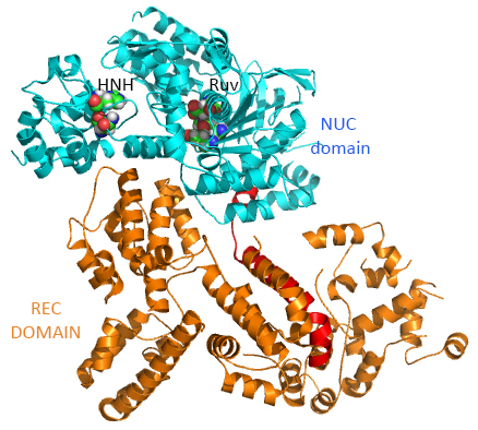 apoCas9