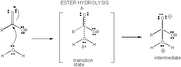 ester of 8 mechanisms hydrolysis ADD TITLE YOUR PAGE