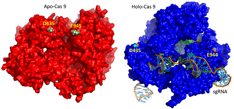 combo CRISPR Surf Conf Change