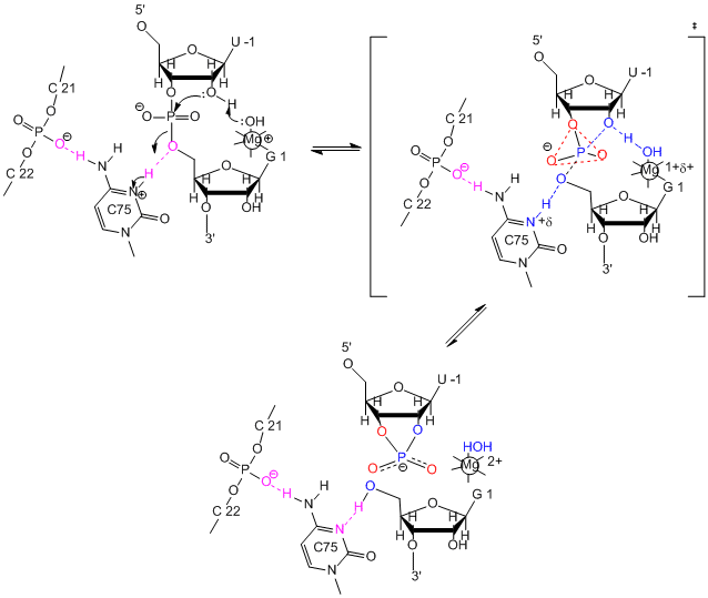 ribozyme mechanism