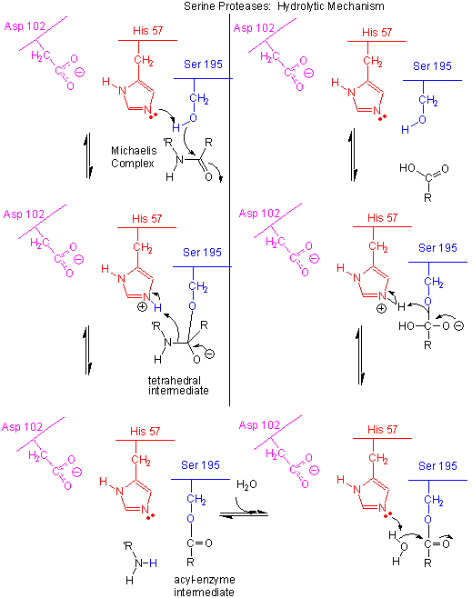 Catalytic Reaction (Catalysis): Definition, Types, & Mechanism