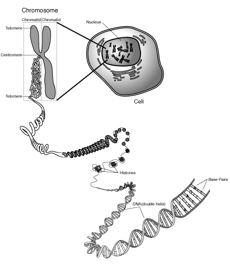 DNA Packing